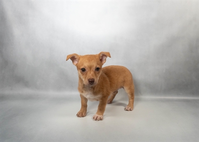 [#N03957] Red M Chihuahua Puppies for Sale