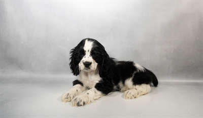 [#N04051] Black and White F Cocker Spaniel Puppies for Sale