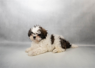 [#N04088] Brindle and White M Shih Tzu Puppies for Sale
