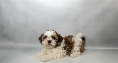 [#N04280] Red and White F Shih Tzu Puppies for Sale