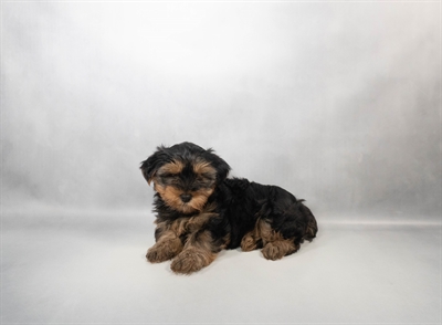 [#N04459] Black and Tan F Yorkshire Terrier Puppies for Sale