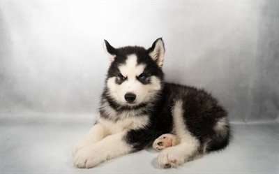 [#N04688] Black Grey and White M Siberian Husky Puppies for Sale