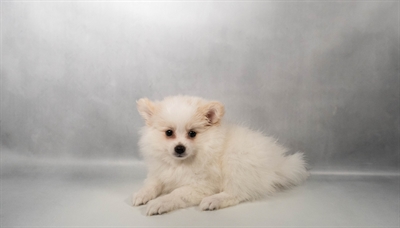 [#N04731] White M Pomeranian Puppies for Sale