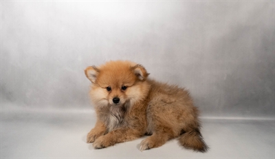 [#N04732] Red Sable F Pomeranian Puppies for Sale