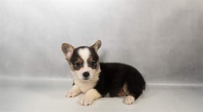 [#N04974] Black and White M Pembroke Welsh Corgi Puppies for Sale