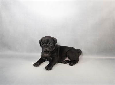 [#N04996] Black F Pug Puppies for Sale