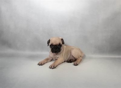 [#N05001] Fawn F Pug Puppies for Sale