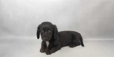 [#N05044] Black and Tan M Dachshund Puppies for Sale