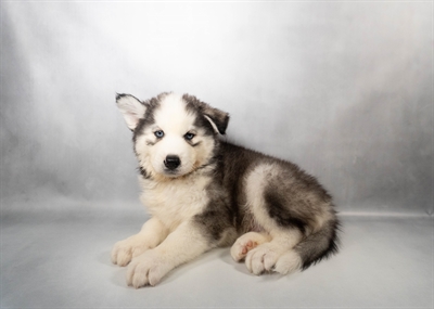 [#N05050] Grey and White M Siberian Husky Puppies for Sale