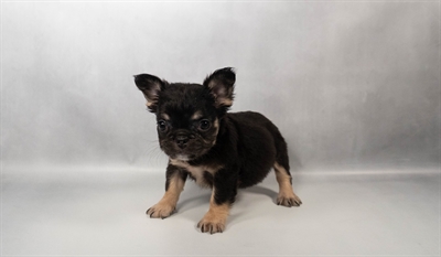 [#N05070] Black and Tan F French Bulldog Puppies for Sale