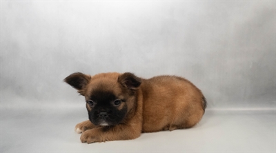 [#N05075] Red M French Bulldog Puppies for Sale