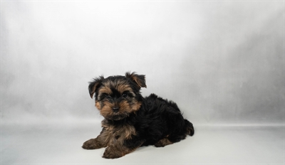 [#N05136] Black and Tan F Yorkshire Terrier Puppies for Sale