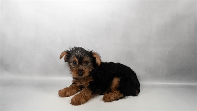 [#N05284] Black and Tan M Yorkshire Terrier Puppies for Sale