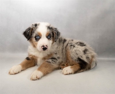 [#N05348] Blue Merle White and Tan M Miniature Australian Shepherd Puppies for Sale