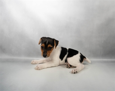 [#N05445] White Black and Tan M Jack Russell Terrier Puppies for Sale