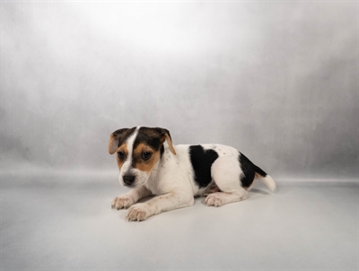[#N05446] White Black and Tan F Jack Russell Terrier Puppies for Sale