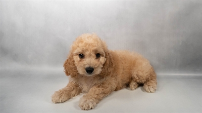 [#N05485] Apricot M Cockapoo Puppies for Sale