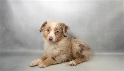 [#N05546] Red Merle F Miniature Australian Shepherd Puppies for Sale