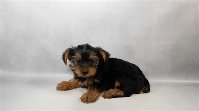 [#N06458] Black and Tan F Yorkshire Terrier Puppies for Sale