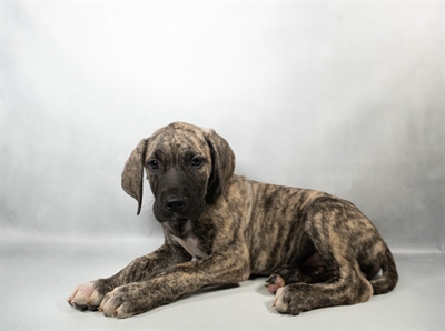 [#N06567] Brindle F Daniff Puppies for Sale