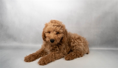 [#N07204] Red F Cockapoo Puppies for Sale