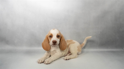 [#N07316] Lemon and White M Beagle Puppies for Sale
