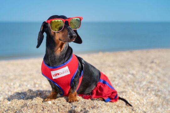 Your Dog’s Summer Job Would Definitely Be…