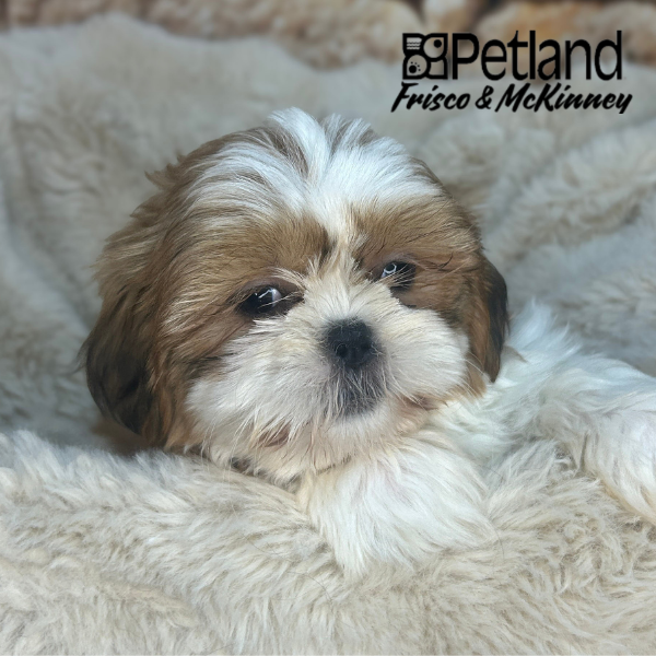 Shih Tzu in Princeton, TX