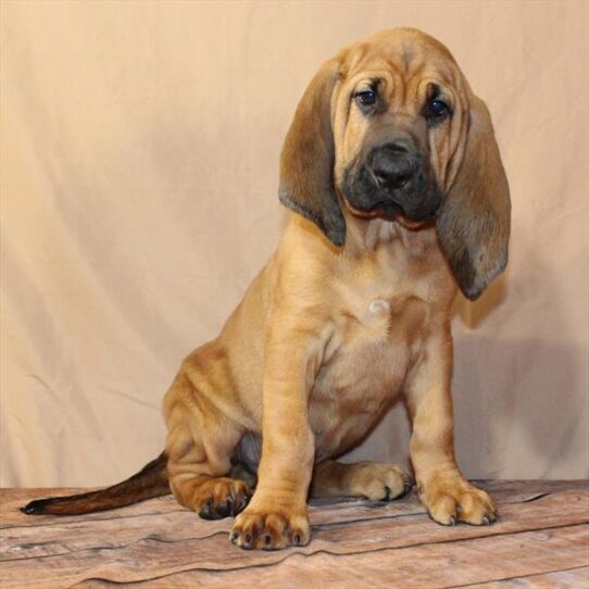 [#26307-01] Red M Bloodhound Puppies for Sale