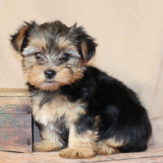 [#26317-03] Black / Tan F Yorkshire Terrier Puppies for Sale