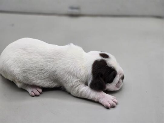 [#2659-06] White / Chocolate F Hippo Mini Puppies for Sale