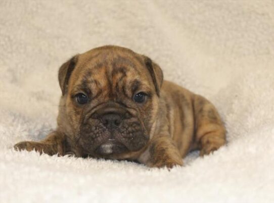 [#2613-02] Fawn Brindle M Bulldog/Bulldog Mini Puppies for Sale