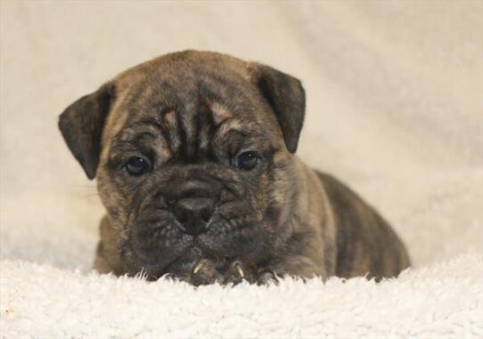 [#2613-06] Brindle F Bulldog/Bulldog Mini Puppies for Sale