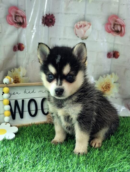 [#26195-03] Black White / Tan M Alaskan Klee Kai Puppies for Sale