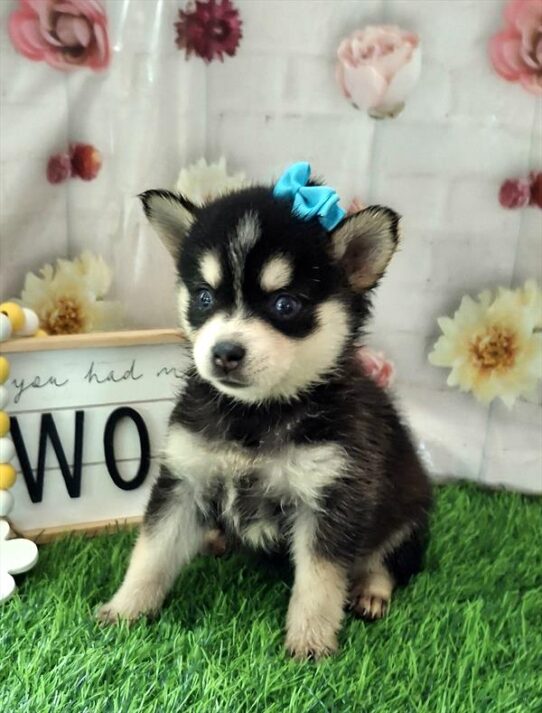 [#26195-04] Black White / Tan F Alaskan Klee Kai Puppies for Sale