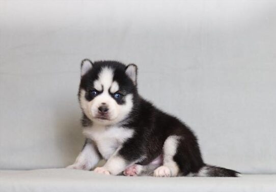 [#26159-03] Black / White M Pomsky Puppies for Sale