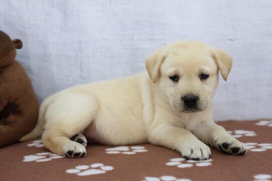 [#261803-01] Yellow M Labrador Retriever Puppies for Sale