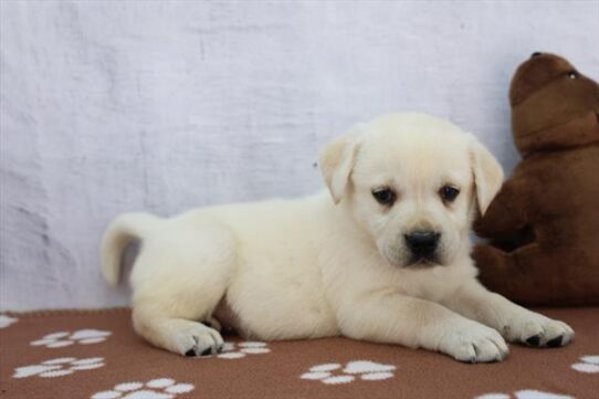 [#261803-04] Yellow M Labrador Retriever Puppies for Sale