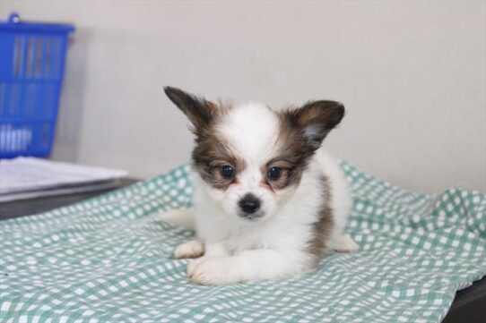 [#261457-03] Brown / White M Papillon Puppies for Sale