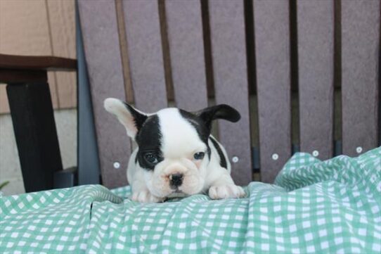 [#261339-05] Brindle F French Bulldog Puppies for Sale
