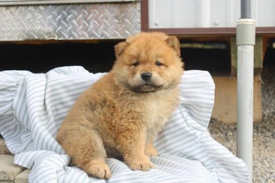 [#261564-02] Red M Chow Chow Puppies for Sale