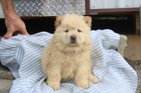 [#261564-05] Cream F Chow Chow Puppies for Sale