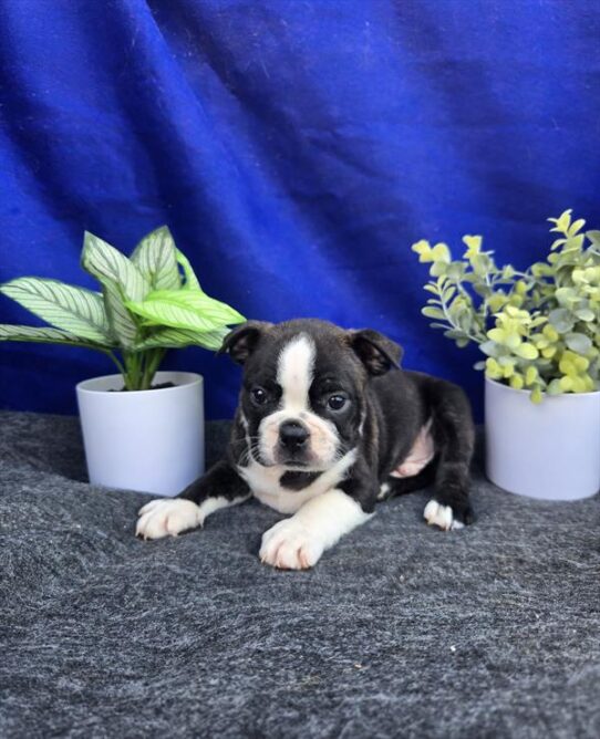 [#261395-02] Black / White M Boston Terrier Puppies for Sale