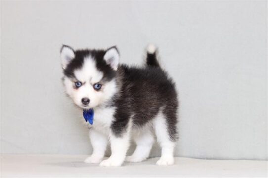 [#26182-01] Black / White M Pomsky Puppies for Sale