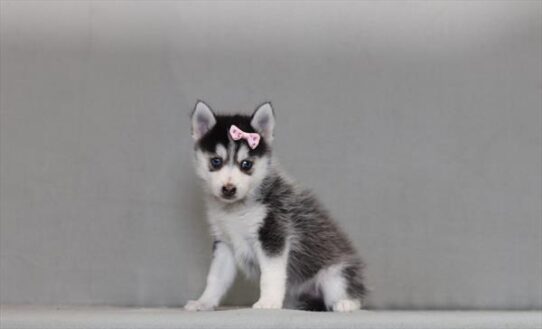 [#26182-03] Black / White F Pomsky Puppies for Sale