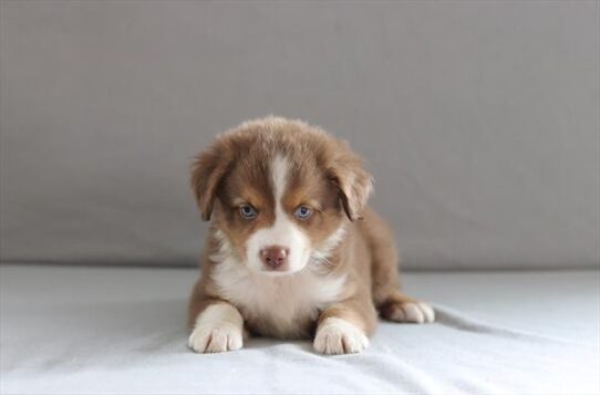 [#26217-03] Chocolate / Tan M Miniature Australian Shepherd Puppies for Sale