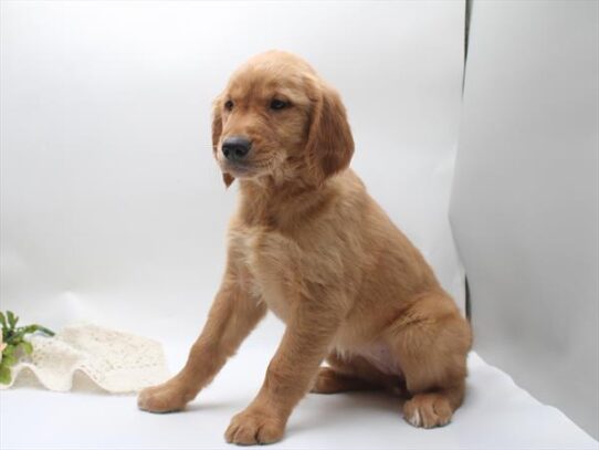 [#261697-07] Golden F Golden Retriever Puppies for Sale