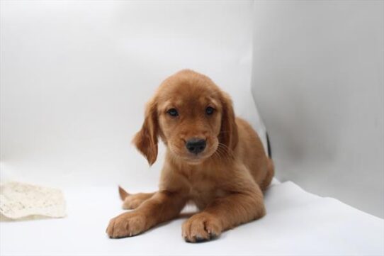 [#261697-08] Golden F Golden Retriever Puppies for Sale