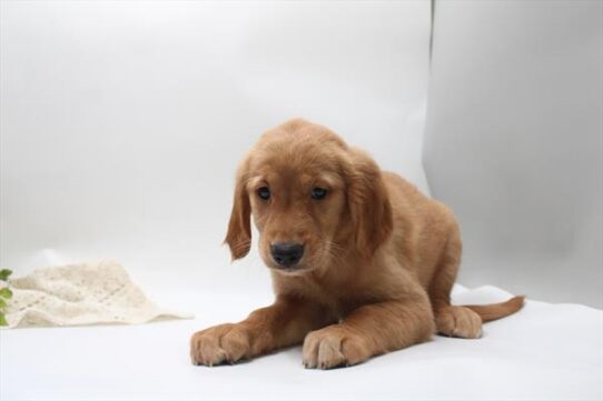[#261697-09] Golden F Golden Retriever Puppies for Sale