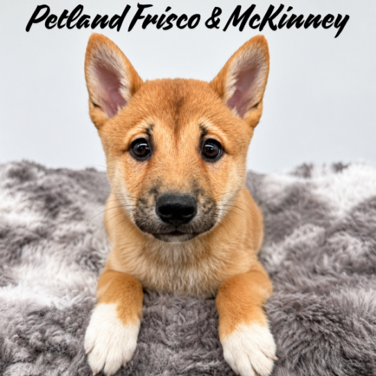 [#N06672] Red M Shiba Inu Puppies for Sale